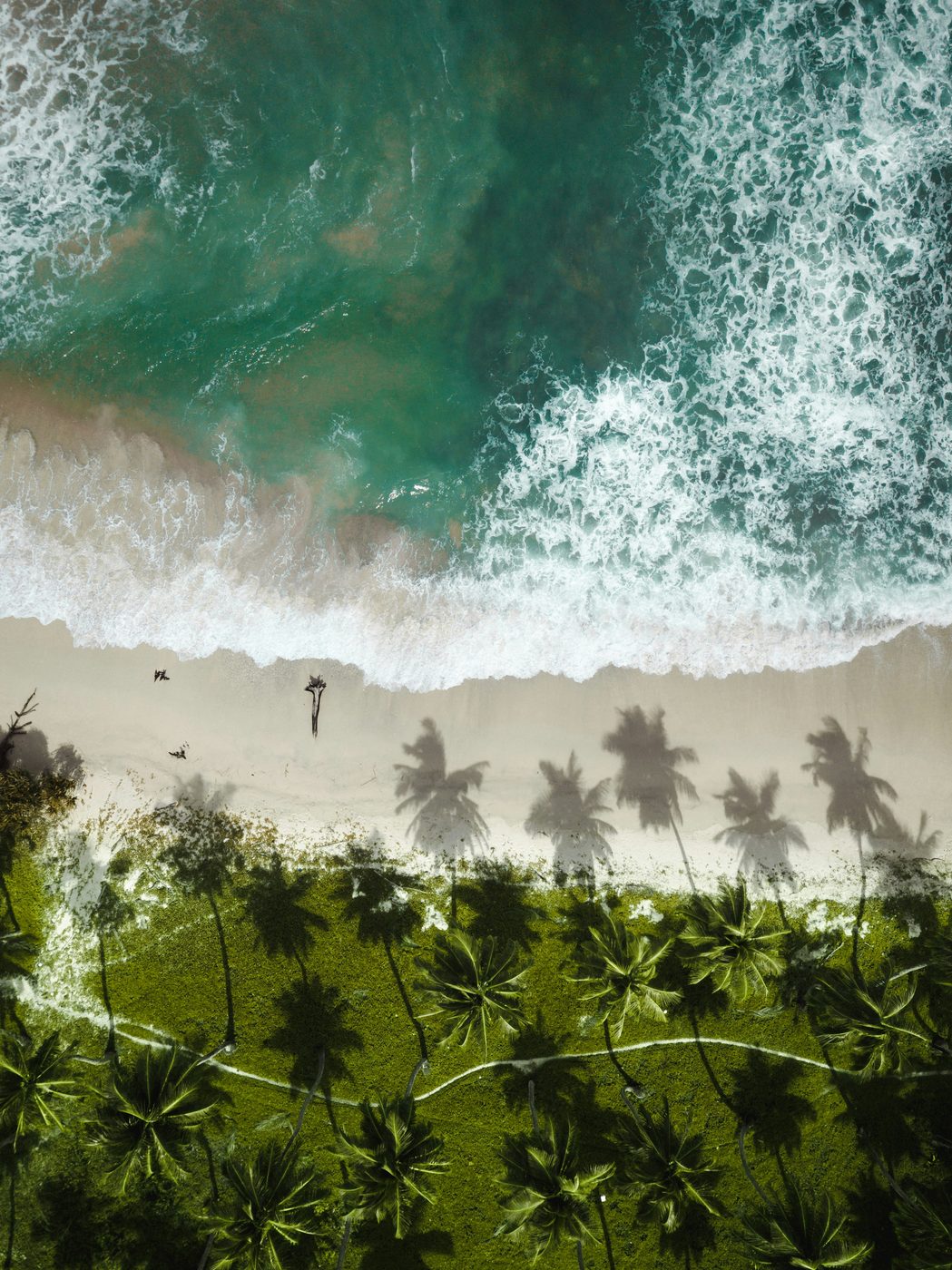 Waves meeting a palm-lined shore in the Andamans