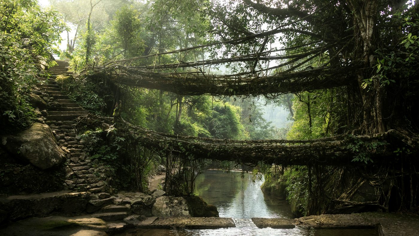 The double-decker living root bridge in Meghalaya